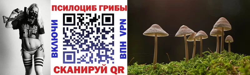 Галлюциногенные грибы Psilocybe  купить   KRAKEN как зайти  Нестеров 